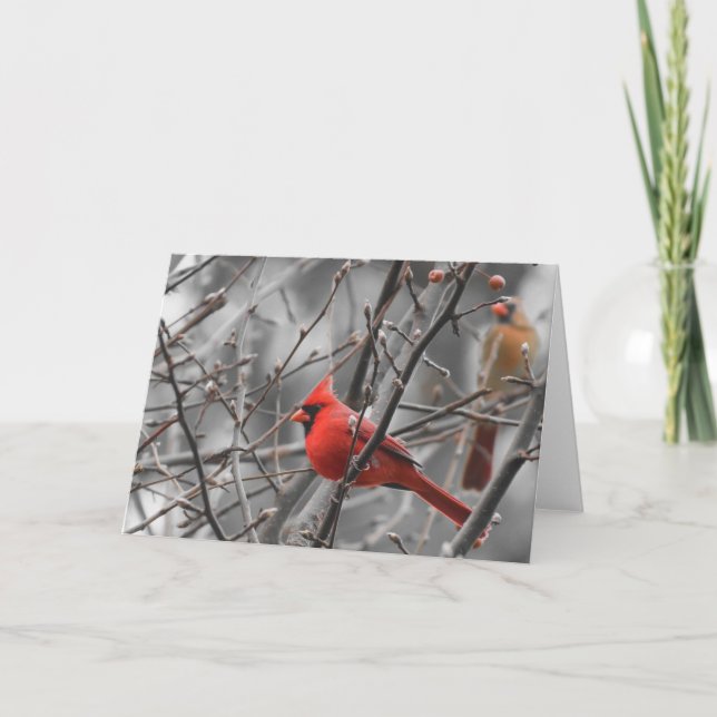 Pássaro cardinal, cartão (Frente)