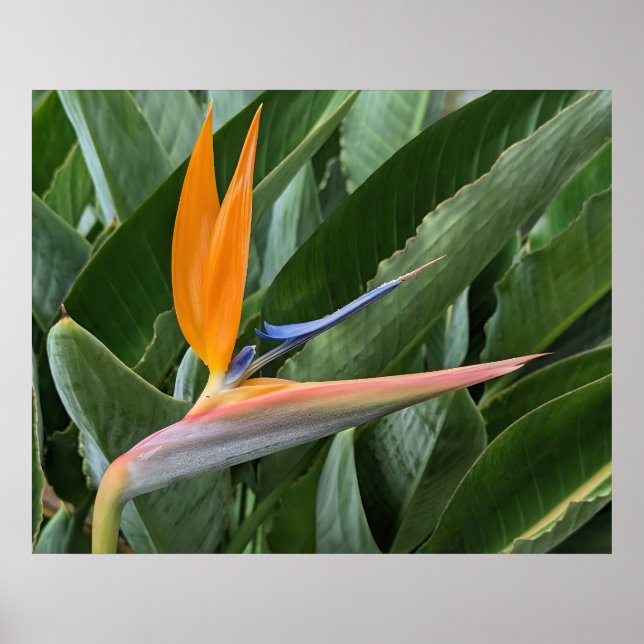 Pássaro de Poster da Flor do Paraíso (Frente)