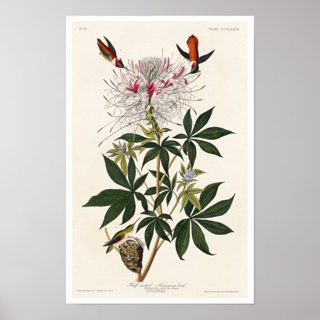 Pássaro-do-pescoço-rufo pela Poster de Audubon (Frente)