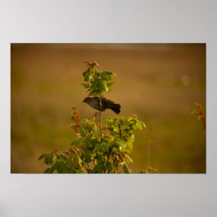 Pássaro em um Poster de Ramificação