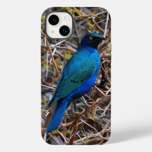 Pássaro Estrelado Azul-Vermelho Maior