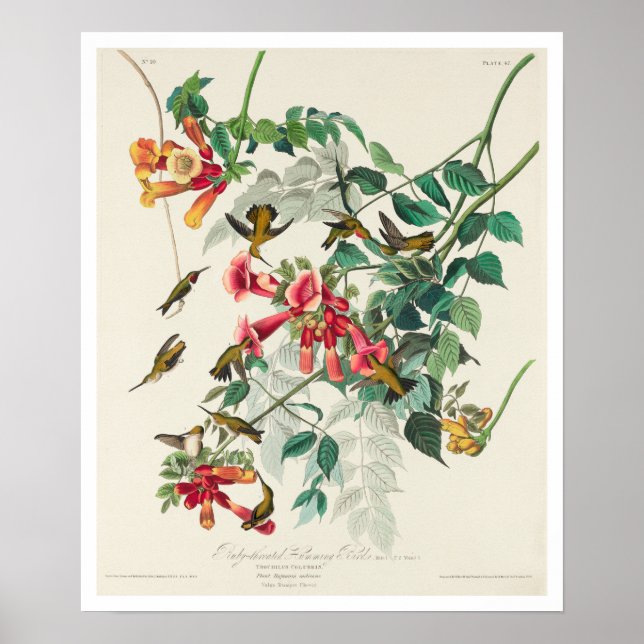 Pássaro Hummado de Arruína por Poster de Audubon (Frente)