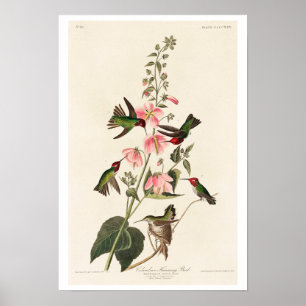 Pássaro Humming Columbiano por Poster de Audubon