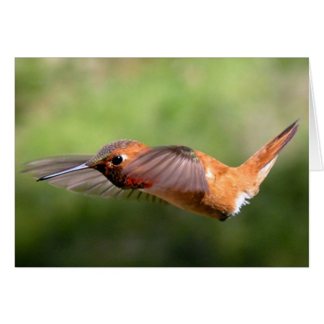 Pássaro Hummingno Voo - Cartões (Frente Horizontal)