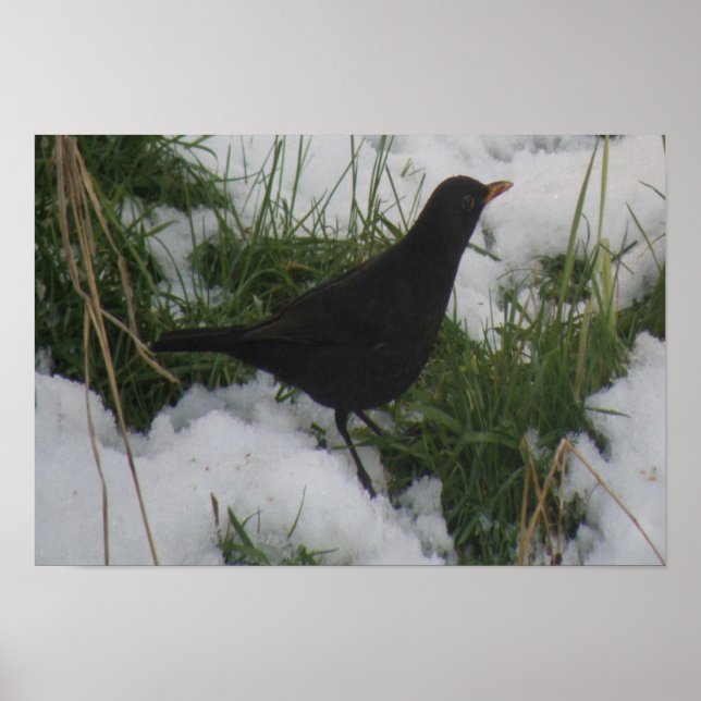 Pássaro Negro na Impressão de neve (Frente)