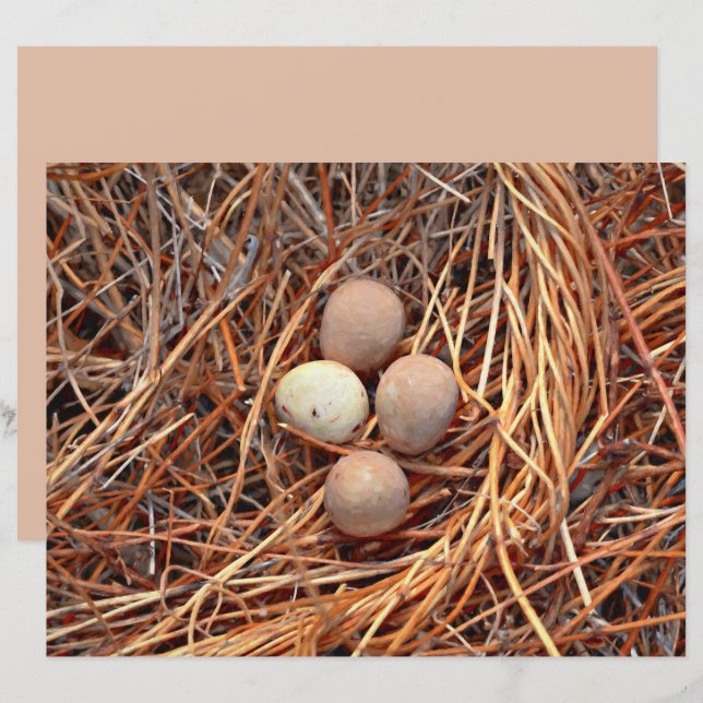 Pássaro Ninho Castanho Ovos Vintage Antiguos (Frente/Verso)