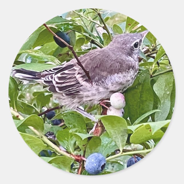 Pássaro no adesivo do Ramal Blueberry (Frente)