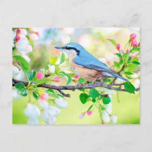 pássaro no cartão postal primavera