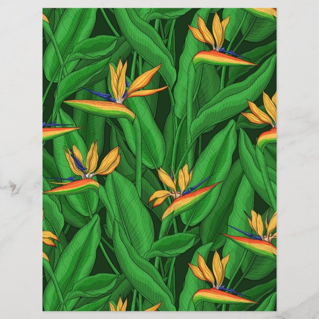 Pássaro noturno do jardim do paraíso (Frente)