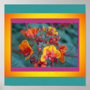 Pássaro Vermelho do Poster do Paraíso