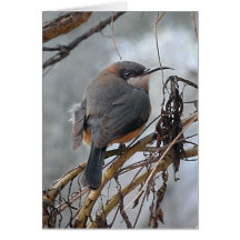 Pássaros australianos Spinebill oriental do cartão
