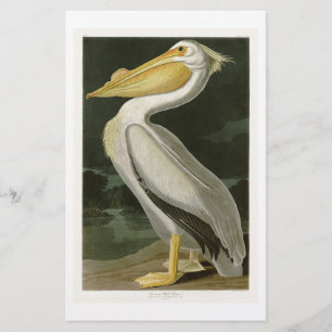 Pássaros brancos do Pelicano John James Audubon da