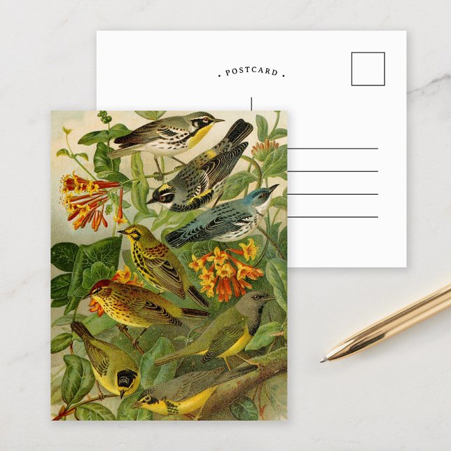Pássaros da América do Norte | Cartão Postal de Gu (Criador carregado)