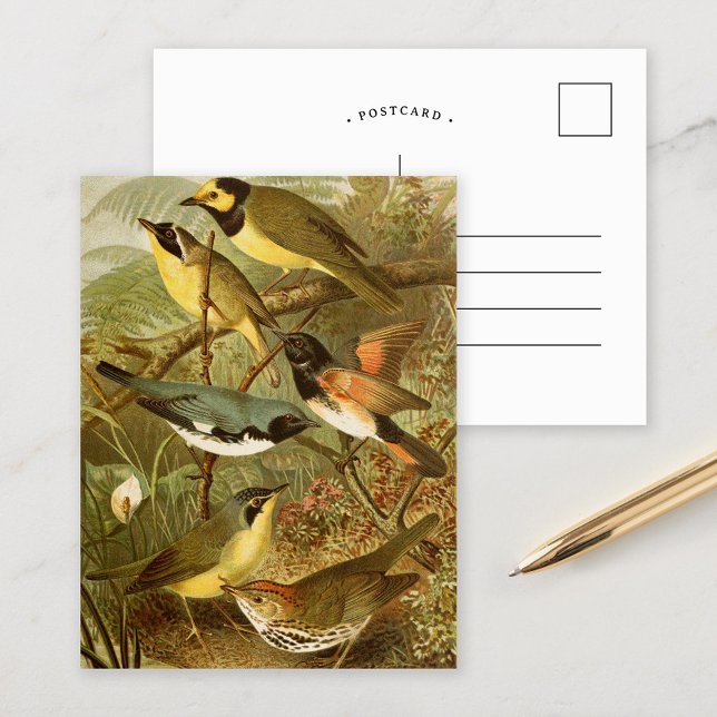 Pássaros da América do Norte | Cartão Postal de Gu (Criador carregado)