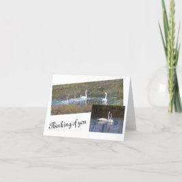 Pássaros de cartões de nota de Vazio de penas