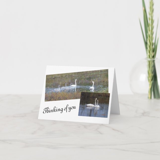 Pássaros de cartões de nota de Vazio de penas (Frente)