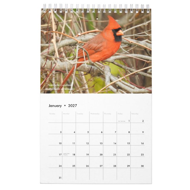 Pássaros do Calendário Ocidental de Nova York (Jan 2027)
