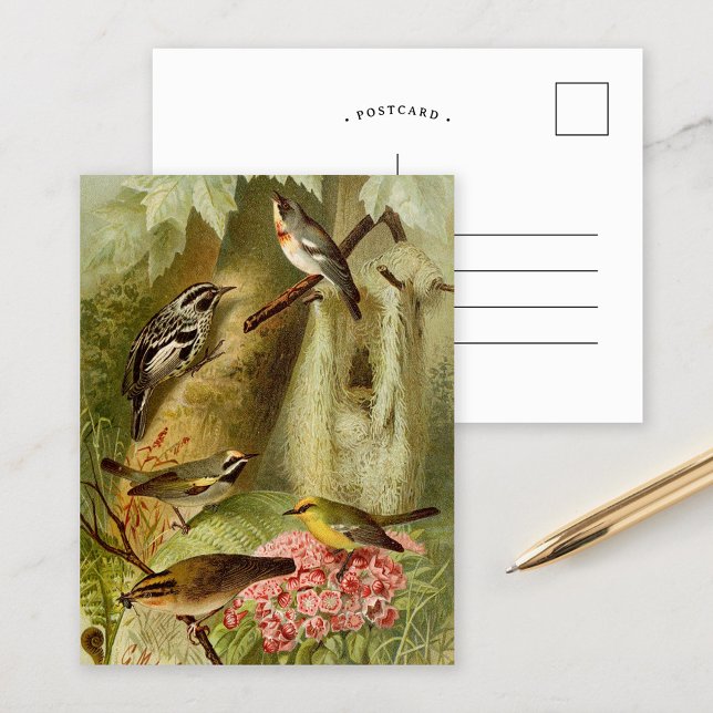 Pássaros Norte-Americanos | Cartão Postal de Gusta (Criador carregado)