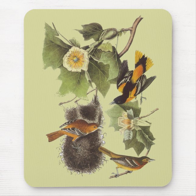 Pássaros Troupial Oriole Mousepad de Audubon do (Frente)
