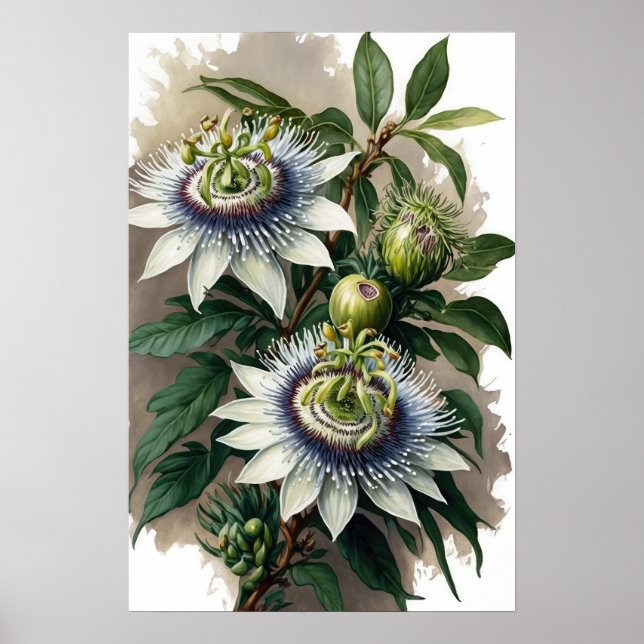 Passeio Branco, Impressão de Arte Flor Poster (Frente)