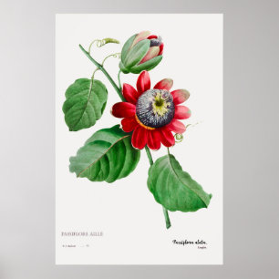 Passiflora Ailee - Poster de Arte Botânica espanto
