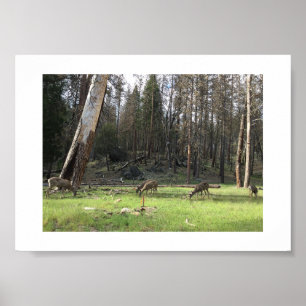 Pastando o rebanho de cervos no poster de Yosemite