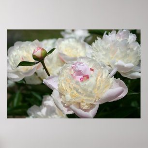 Pastel Peony Watercolor Impressão Pink White Poste