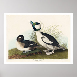 Pato com cabeça de buffel por Poster de Audubon