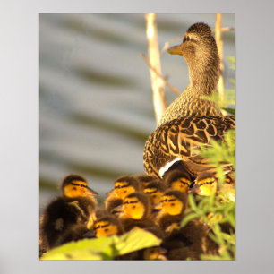 Pato com Poster de Foto de Ducklings