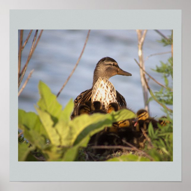 Pato com Poster de Foto de Ducklings (Frente)