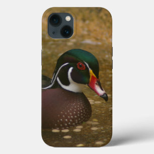 Pato de Madeira