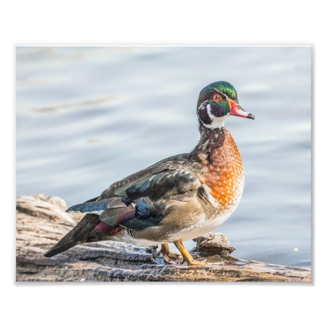 Pato de madeira em um Impressão de fotografia (Frente)
