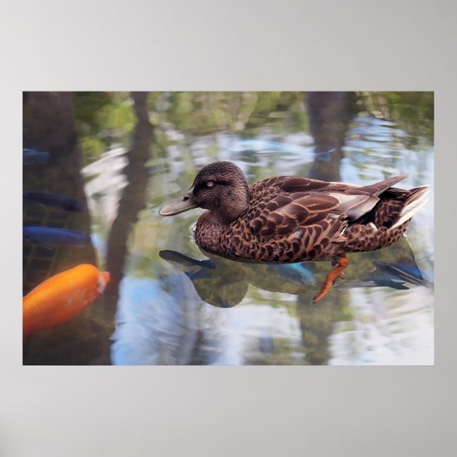 Pato e Poster de peixe (Frente)