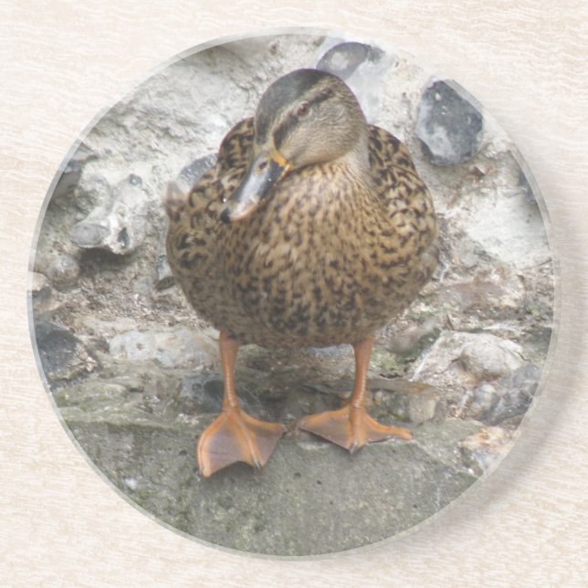 Pato em uma Porta copos de parede (Frente)