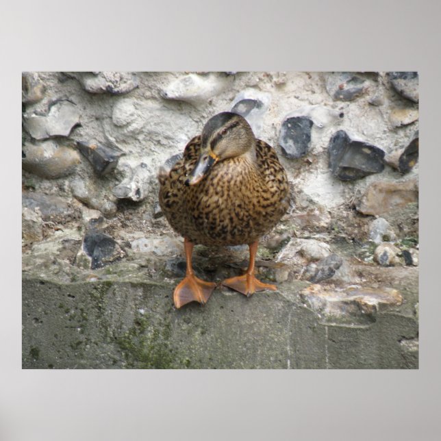 Pato em uma Poster de parede (Frente)