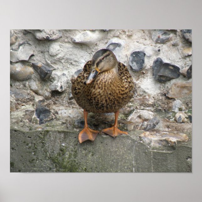 Pato em uma Poster de parede (Frente)