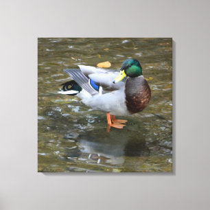 Pato Masculino Mallard na Impressão de Canvas de 
