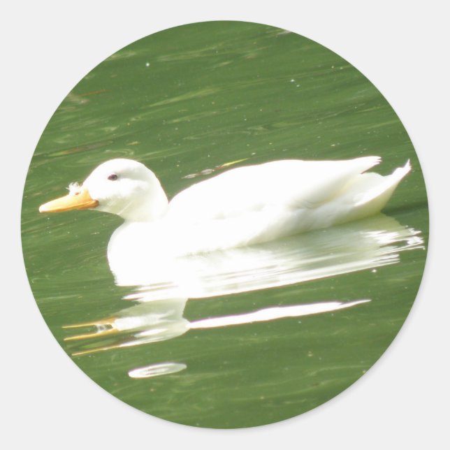 Pato no adesivo de água (Frente)