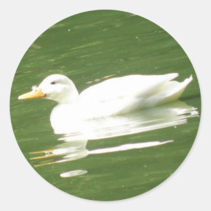 Pato no adesivo de água
