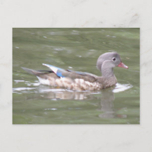 Pato no cartão postal do lago