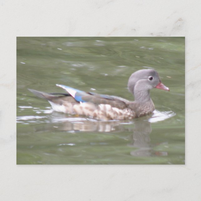 Pato no cartão postal do lago (Frente)