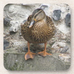 Pato numa Porta copos de Muro