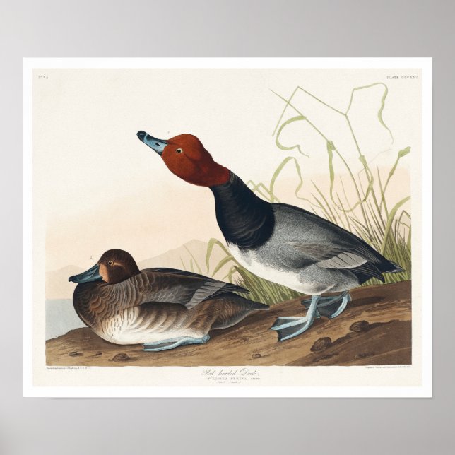 Pato vermelho de Poster Audubon (Frente)