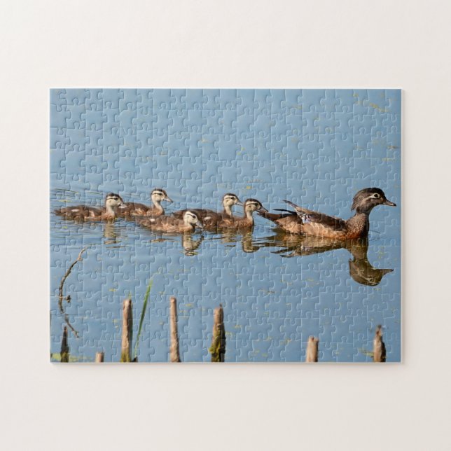 Patos Bebês seguidos pela mãe Quebra-cabeça (Horizontal)