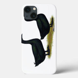 Patos: Black Cayugas