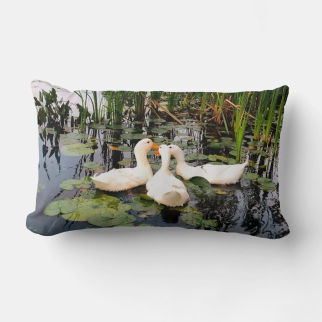 Patos brancos, almofadas de lírios, cattails, cost (Frente)