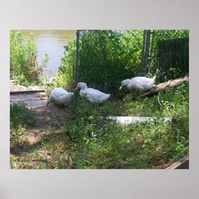 Patos brancos em uma Poster de rampa (Frente)
