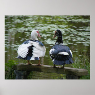 Patos de Muscovy que sentam-se em um poster do