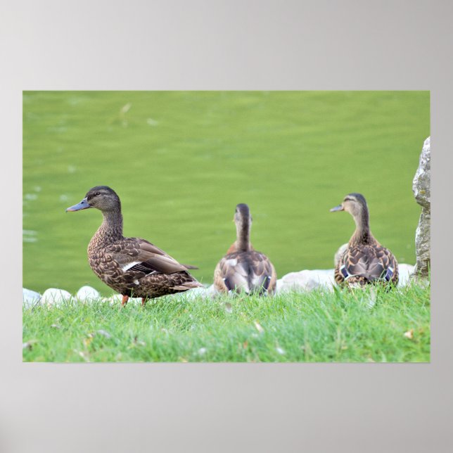 Patos de Pond Poster (Frente)