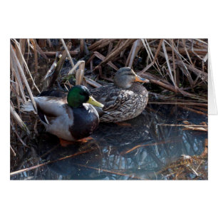 Patos do pato selvagem - cartões da arte de